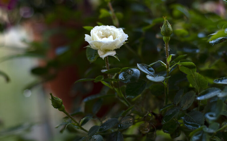 Read more about the article Szóste wcielenie BOB’a