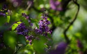 Read more about the article Czas lilaków.